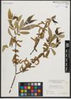 Foto von Salix neotricha Goerz